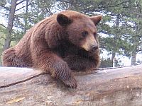 animal humor, brown bear 