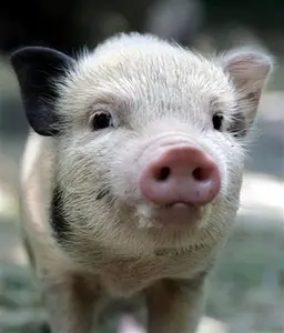 pig humor